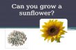 Can you grow a sunflower?