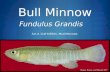 Bull Minnow Fundulus Grandis