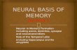 NEURAL BASIS OF  MEMORY Dot Point 1