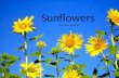 Sunflowers  by Cathy Maurer
