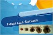 Head Lice Suckers
