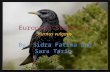 European Starling  Sturnus  vulgaris