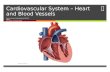 Cardiovascular System – Heart and Blood Vessels