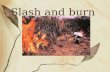 Slash and burn