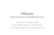 Mitosis Onion root tip & Whitefish blastula