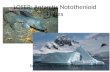 LOSER: Antarctic  Notothenioid  Fishes