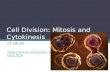 Cell Division: Mitosis and  Cytokinesis