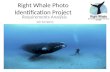 Right Whale Photo Identification Project