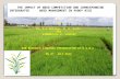 THE IMPACT OF WEED COMPETITION AND CORRESPONDING INTERGRATED WEED MANAGEMENT IN PADDY RICE