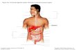 Figure 14.1  The human digestive system: Alimentary canal and accessory organs.