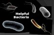 Helpful Bacteria