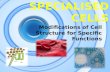 SPECIALISED CELLS