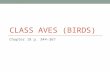 Class Aves (birds)
