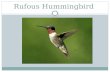 Rufous  Hummingbird