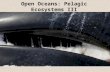Open Oceans: Pelagic Ecosystems III