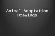 Animal Adaptation Drawings
