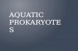 Aquatic Prokaryotes