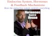 Endocrine System, Hormones  & Feedback  Mechanisms