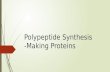 Polypeptide Synthesis -Making Proteins