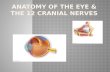 Anatomy of the Eye & the 12 cranial nerves