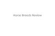 Horse Breeds Review