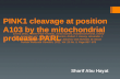 PINK1 cleavage at position A103 by the mitochondrial protease PARL