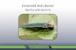 Emerald Ash Borer Agrilus planipennis