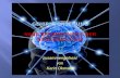 Gehirnforschung  neue Erkenntnisse der Neurobiologie