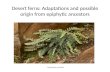 Desert ferns: Adaptations and possible origin from epiphytic ancestors