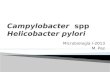 Campylobacter spp Helicobacter  pylori