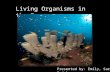 Living Organisms in the Ocean