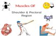 Shoulder &  Pectoral Region