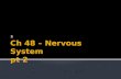 Ch  48 – Nervous System pt  2
