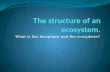 The structure  of  an ecosystem .