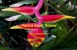 Parrot beak flower By  L ucas and Cohen