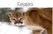 Cougars By: Sam Kerans