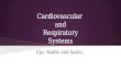 Cardiovascular  and Respiratory Systems