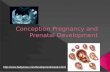 Conception Pregnancy  and Prenatal Development