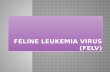 FELINE LEUKEMIA VIRUS ( FeLV )