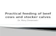 Practical feeding of beef cows and stocker calves