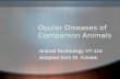 Ocular Diseases of Companion Animals