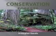 Conservation forests