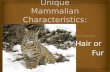 Unique Mammalian Characteristics: