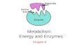 Metabolism:   Energy and Enzymes