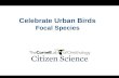 Celebrate Urban Birds Focal Species