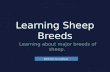 Learning Sheep Breeds