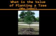 What is the Value of Planting a Tree  (Why Trees?)
