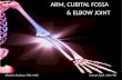 ARM, CUBITAL FOSSA  & ELBOW JOINT
