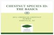Chestnut Species ID: The Basics