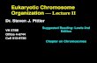 Eukaryotic Chromosome Organization  — Lecture II